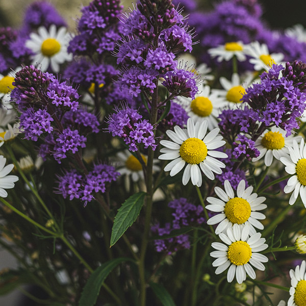 Valerian & Chamomile